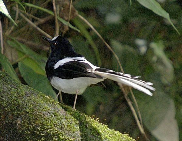 Bornean Forktail - ML728619