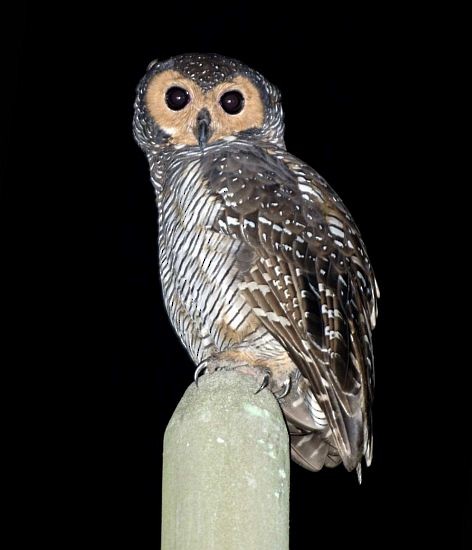 Spotted Wood-Owl - ML728620