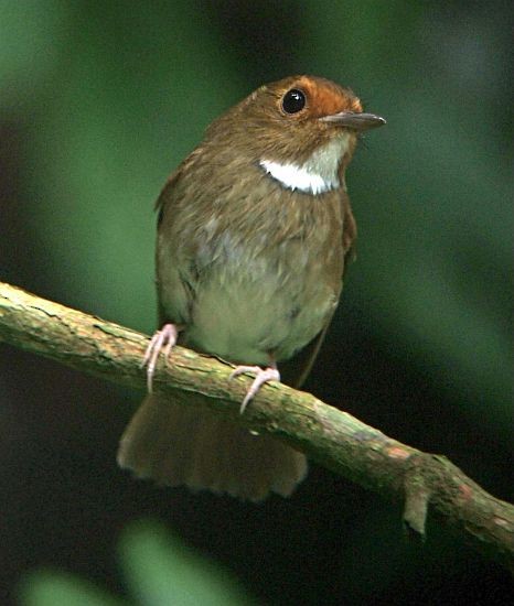 Rufous-browed Flycatcher - ML728621