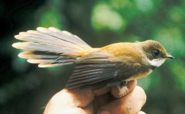 Tawny-backed Fantail - ML728626