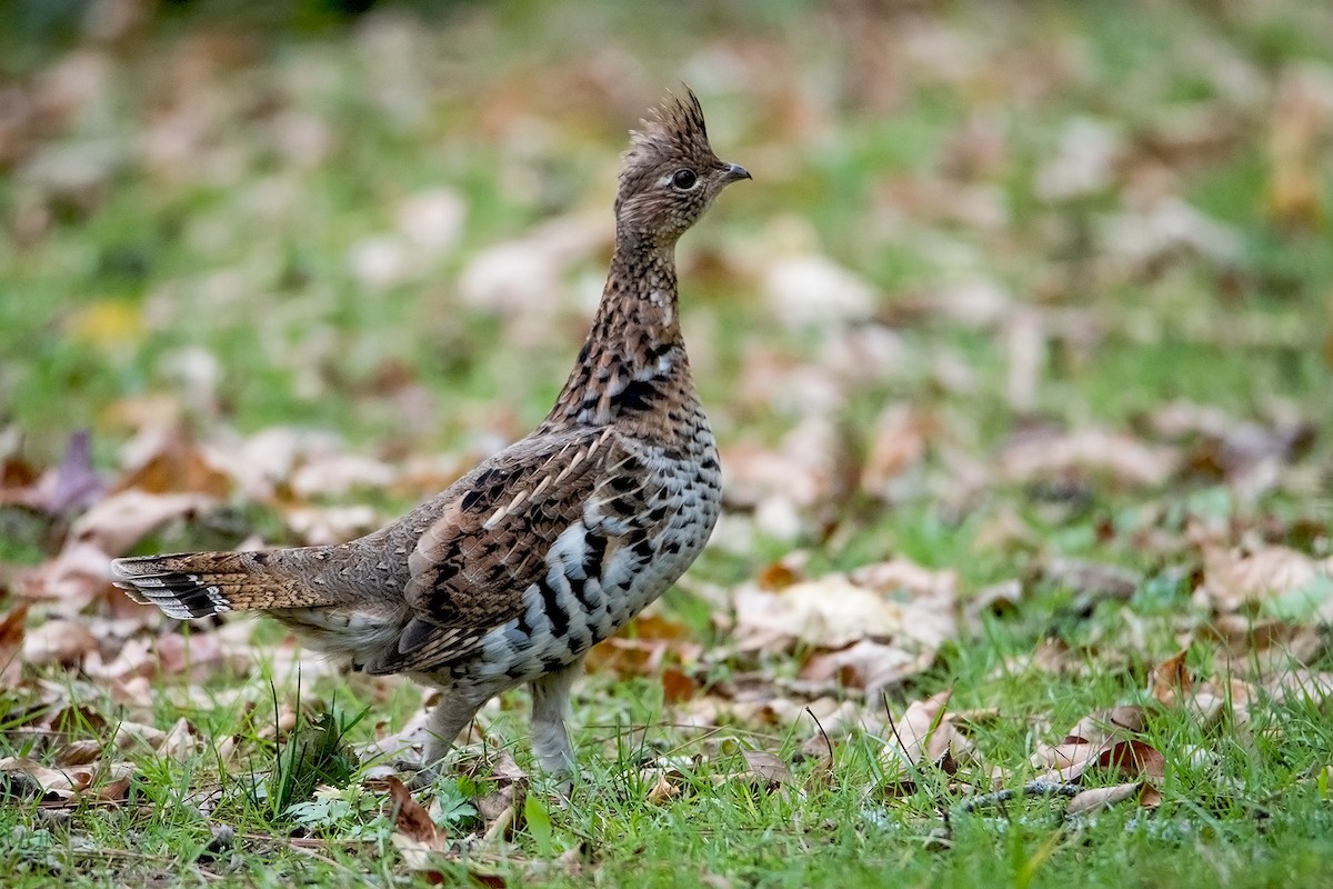 Ruffed Grouse - ML72862751