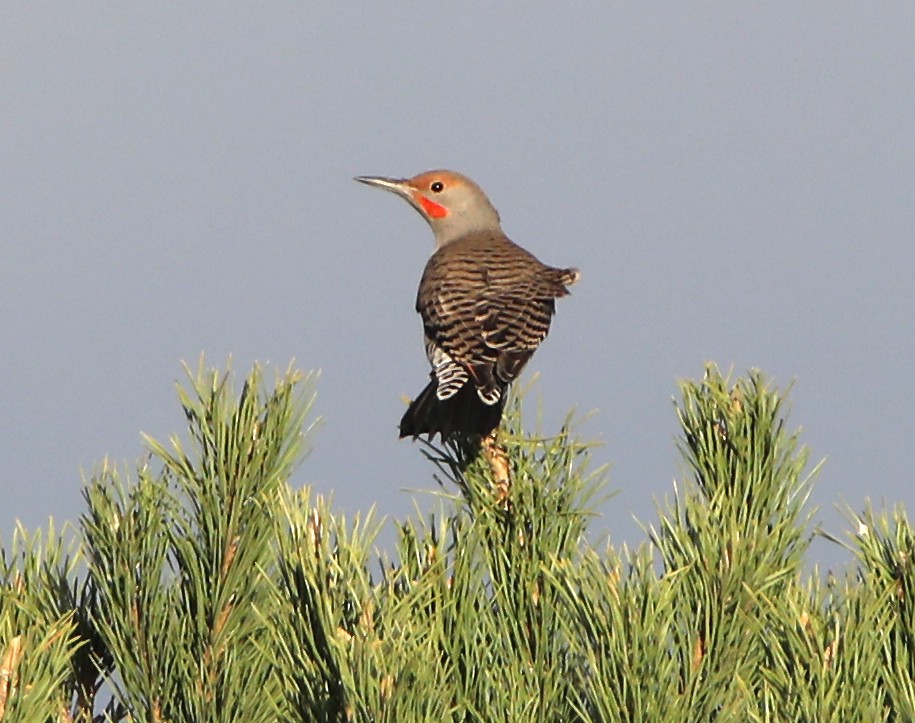Northern Flicker (Red-shafted) - ML72863381