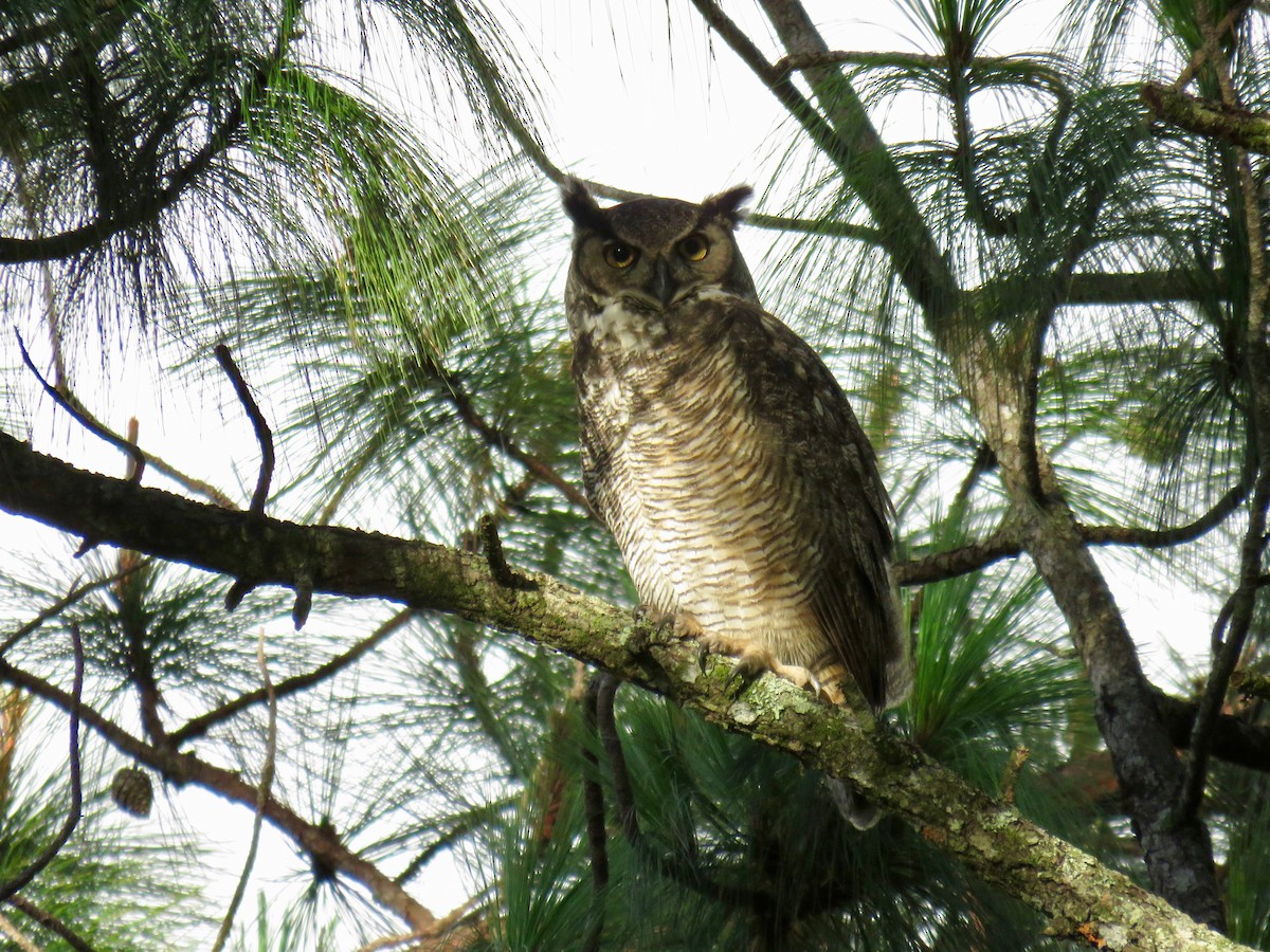 Great Horned Owl - ML72863411