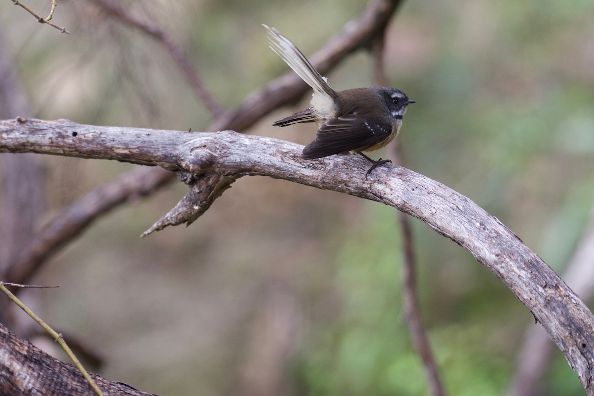 New Zealand Fantail - ML72863741