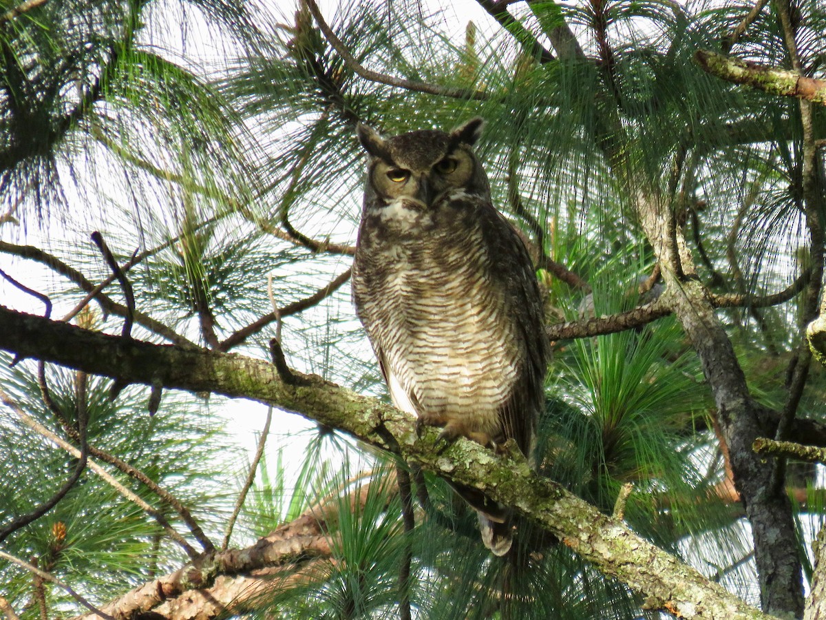 Great Horned Owl - ML72863971