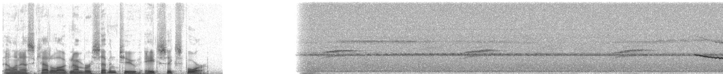 Кокоа плямистий [група aequatorialis] - ML72864