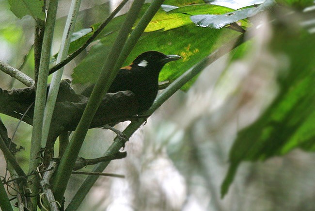 Red-and-black Thrush - James Eaton