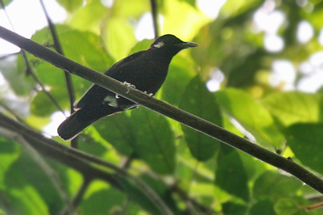 Red-and-black Thrush - James Eaton