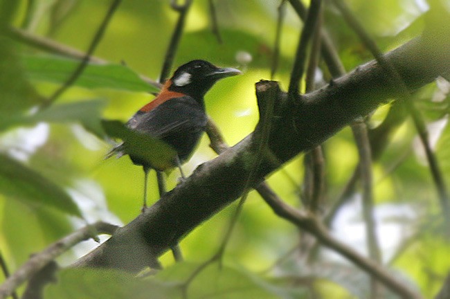 Red-and-black Thrush - ML728643