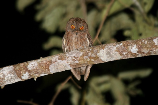 Banggai Scops-Owl - James Eaton