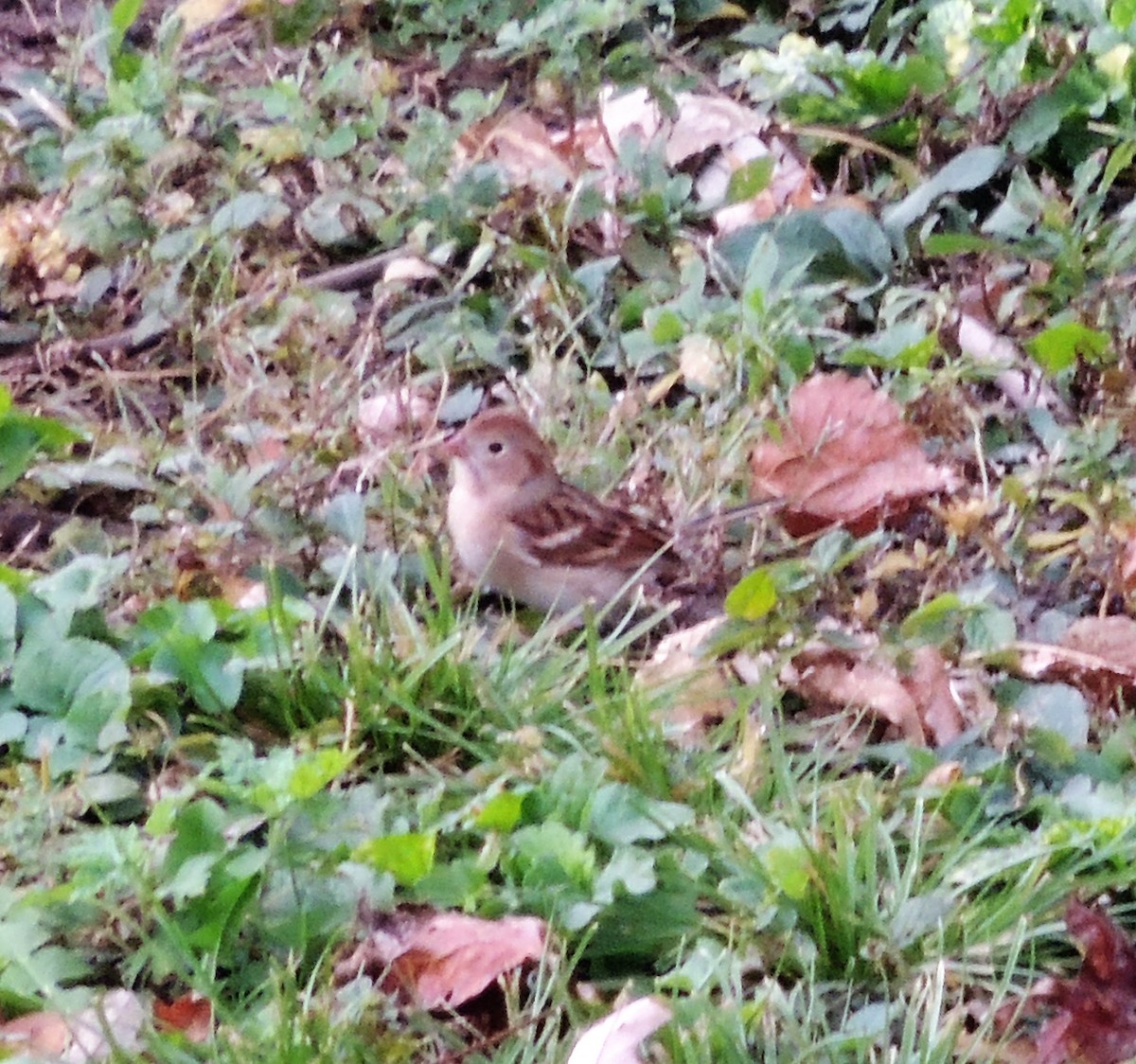 Field Sparrow - ML72864761