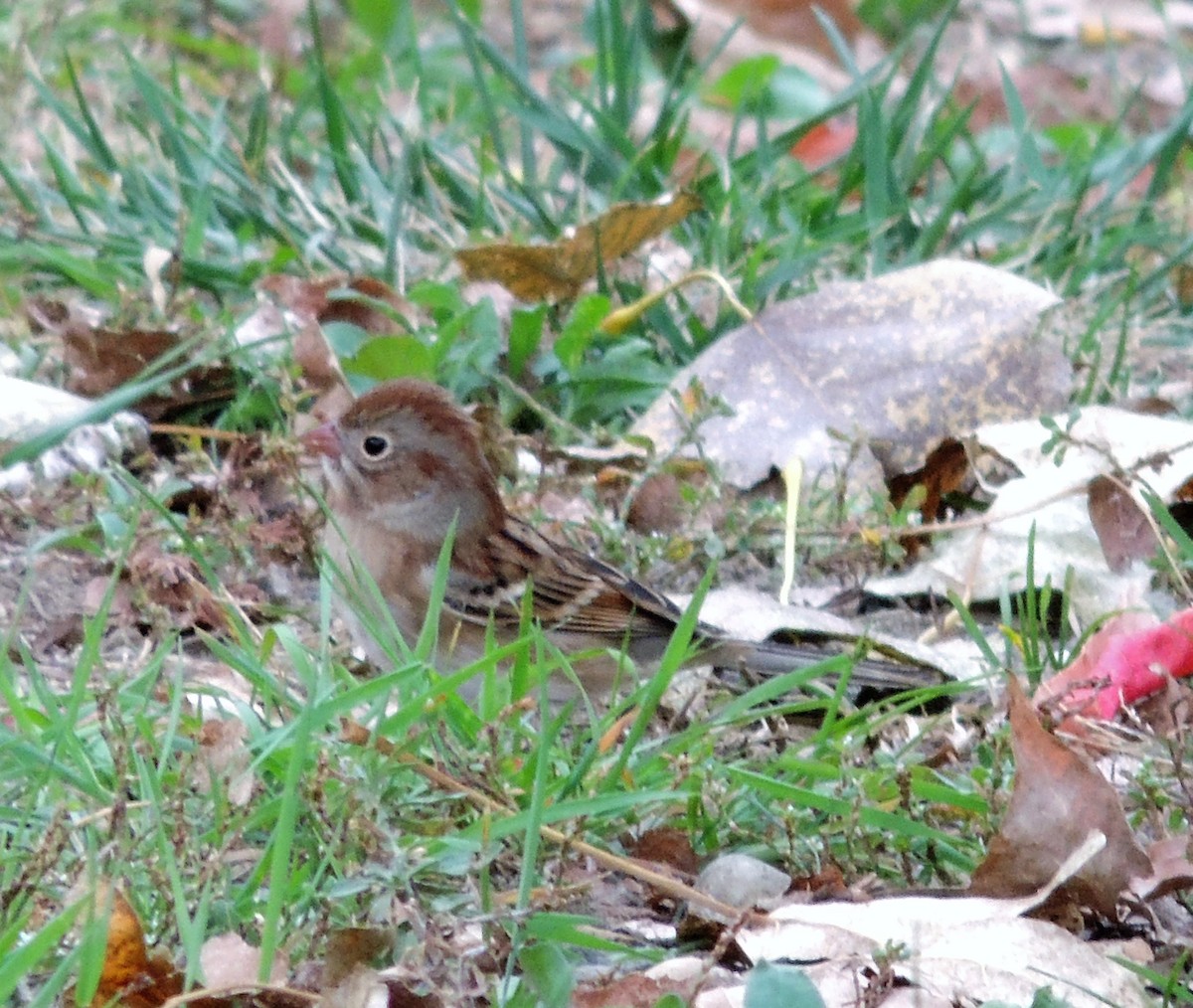 Field Sparrow - ML72864781