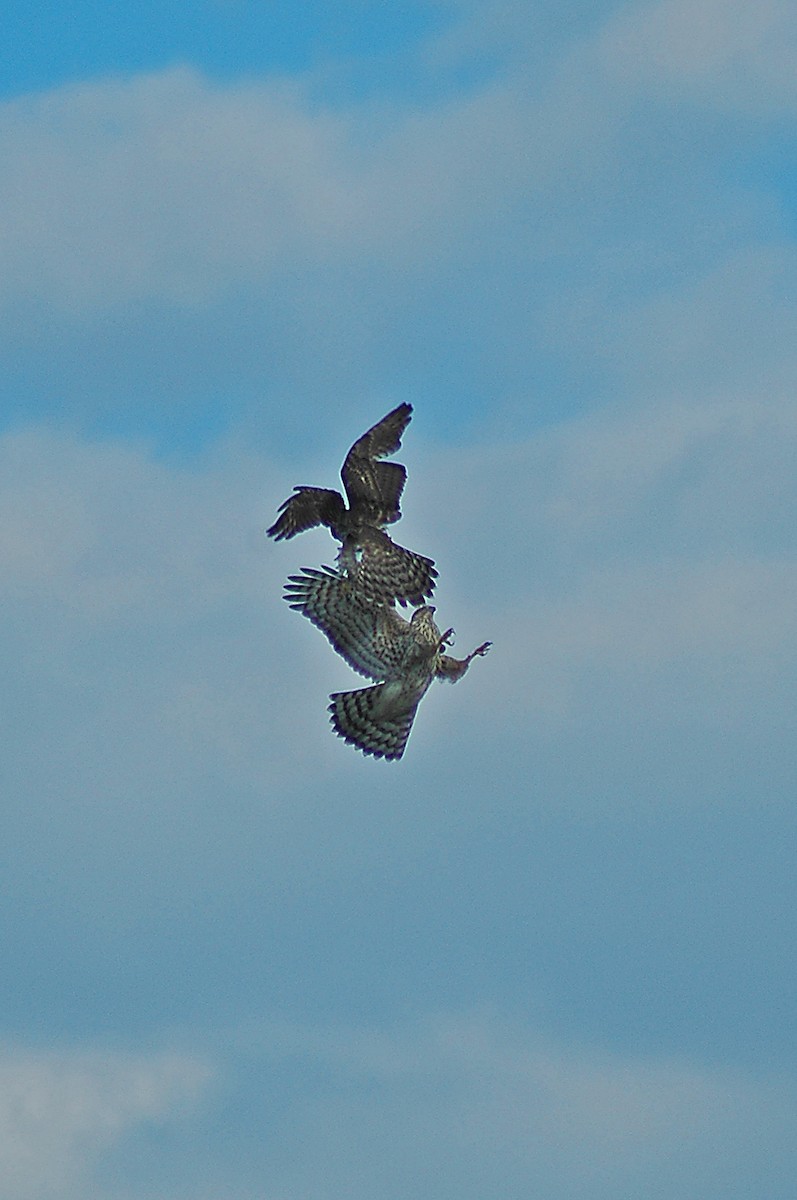 American Goshawk - ML72865431