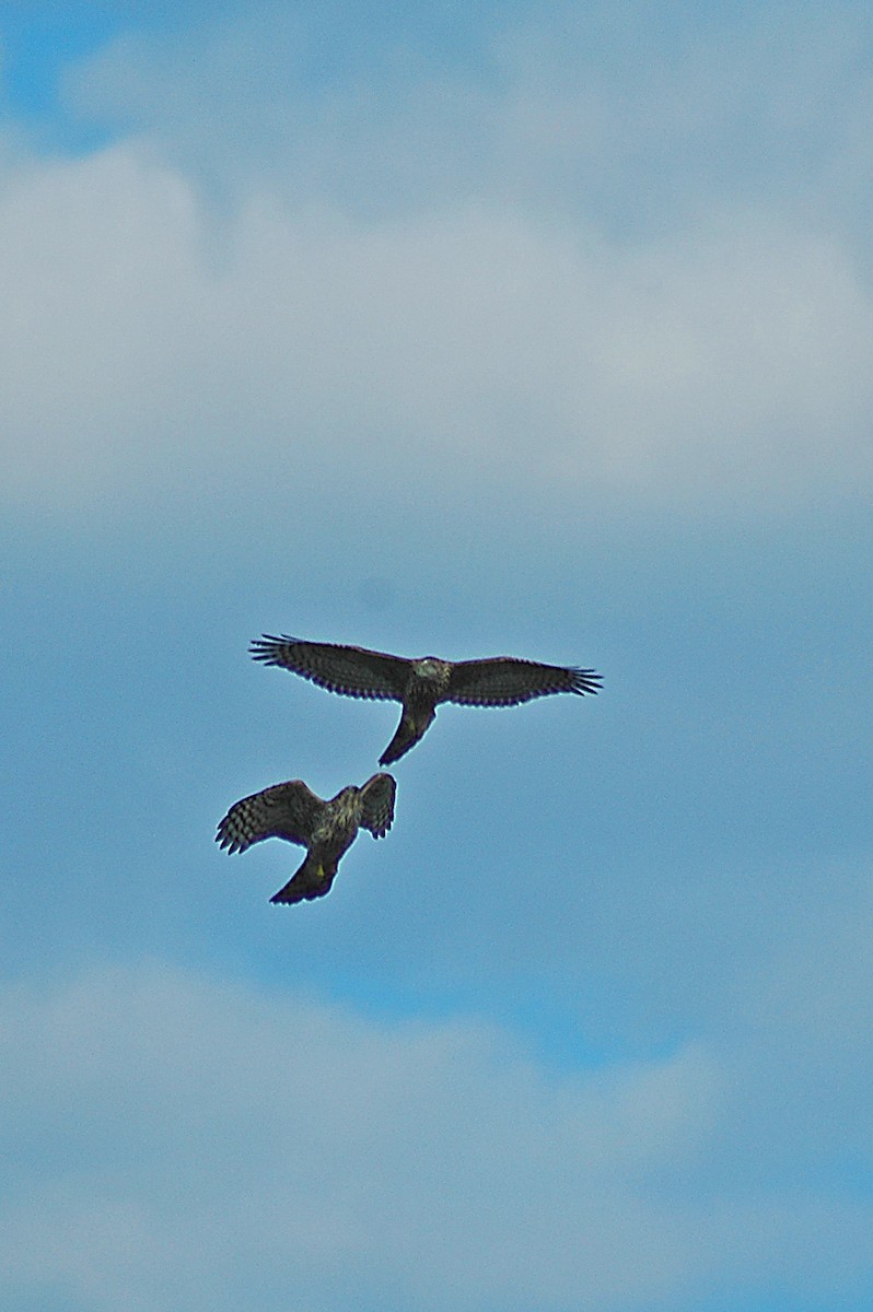 American Goshawk - ML72865461