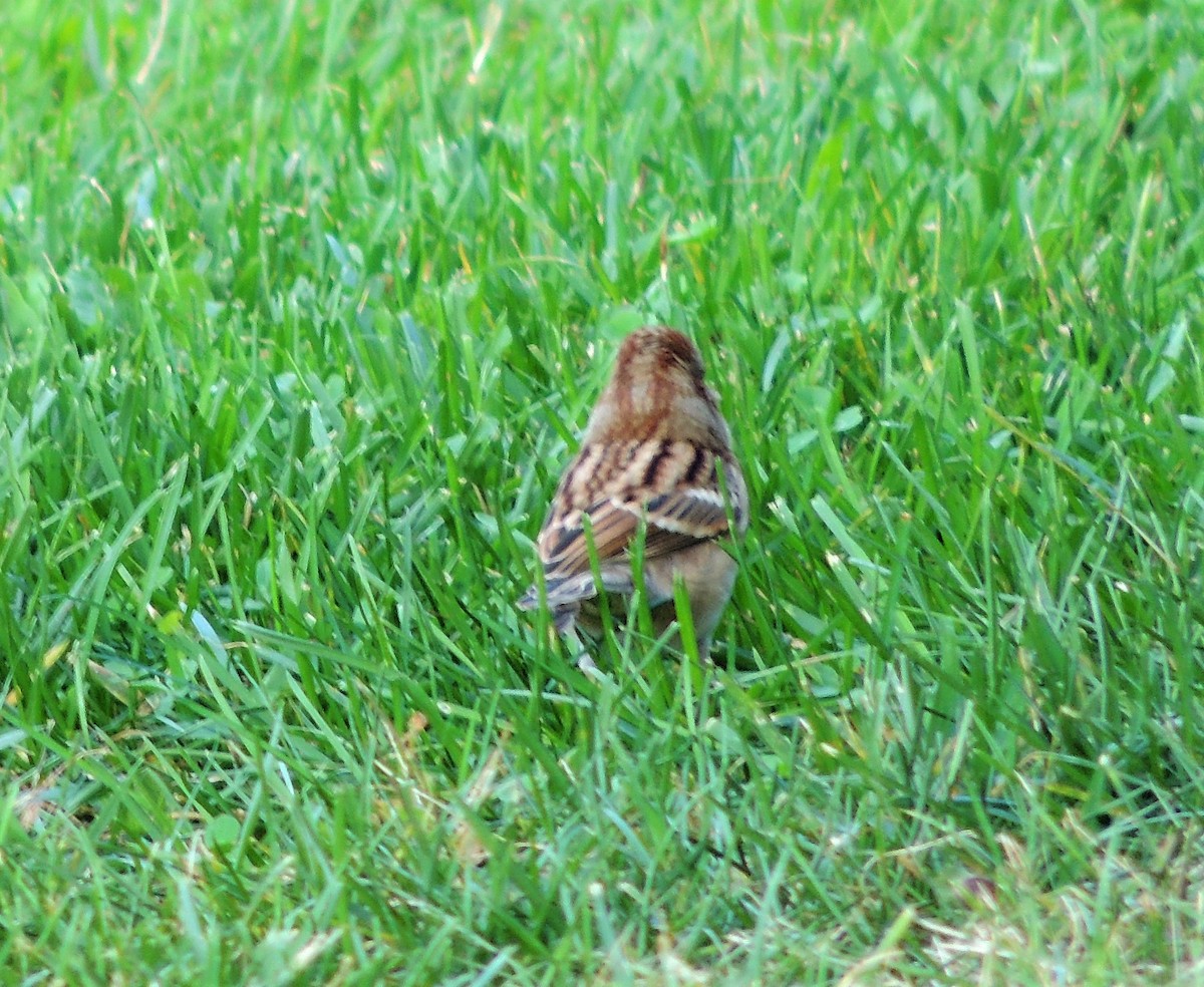 Field Sparrow - ML72865481