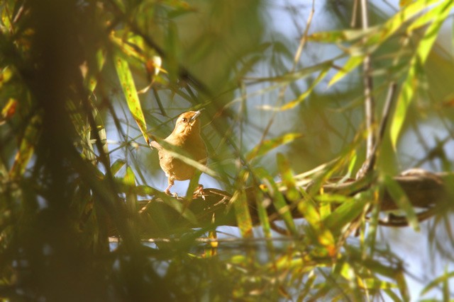 Buff-banded Bushbird - ML728664