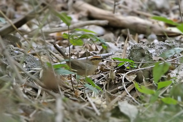 Buff-banded Bushbird - ML728665