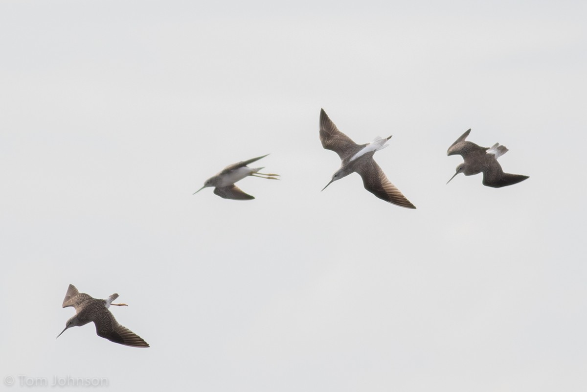 Common Greenshank - Tom Johnson