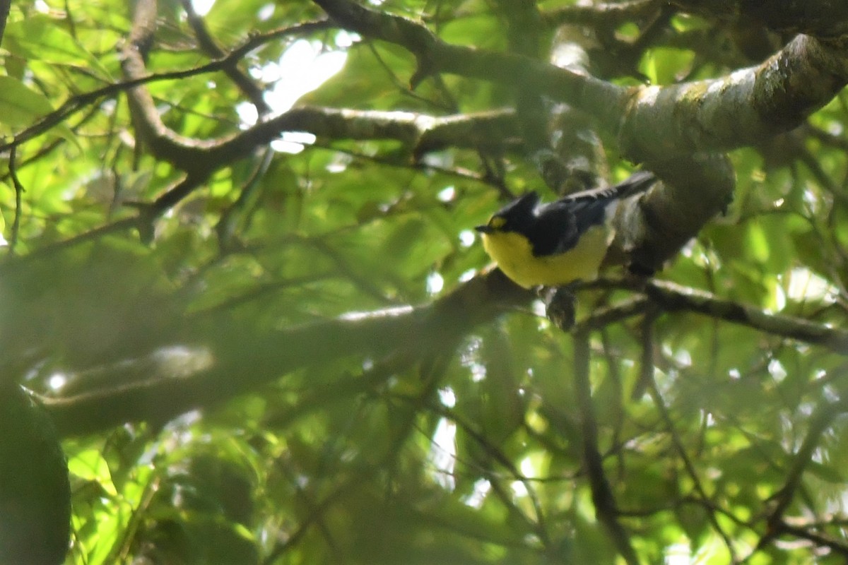 Taiwan Yellow Tit - ML72866891