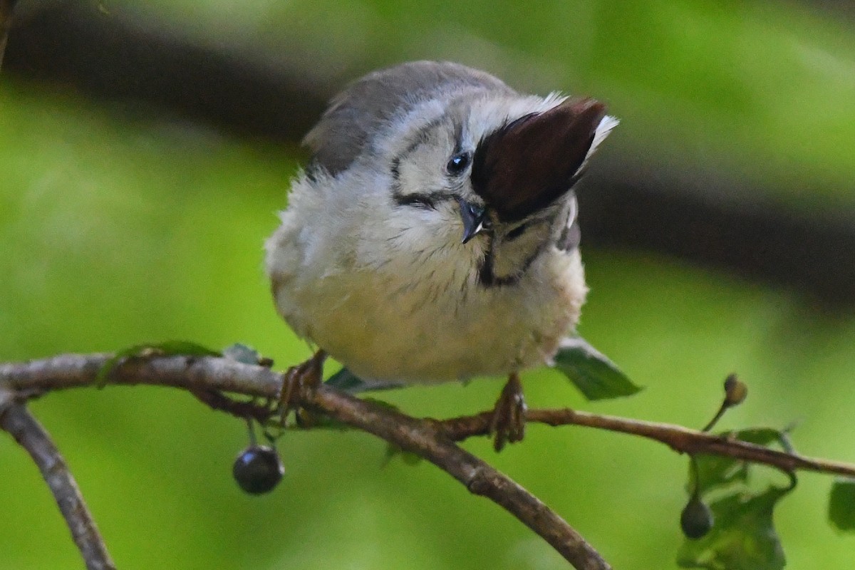 Taiwan Yuhina - ML72866931