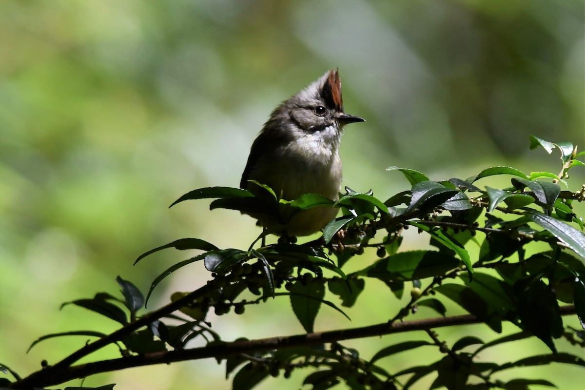 Taiwan Yuhina - ML72866941