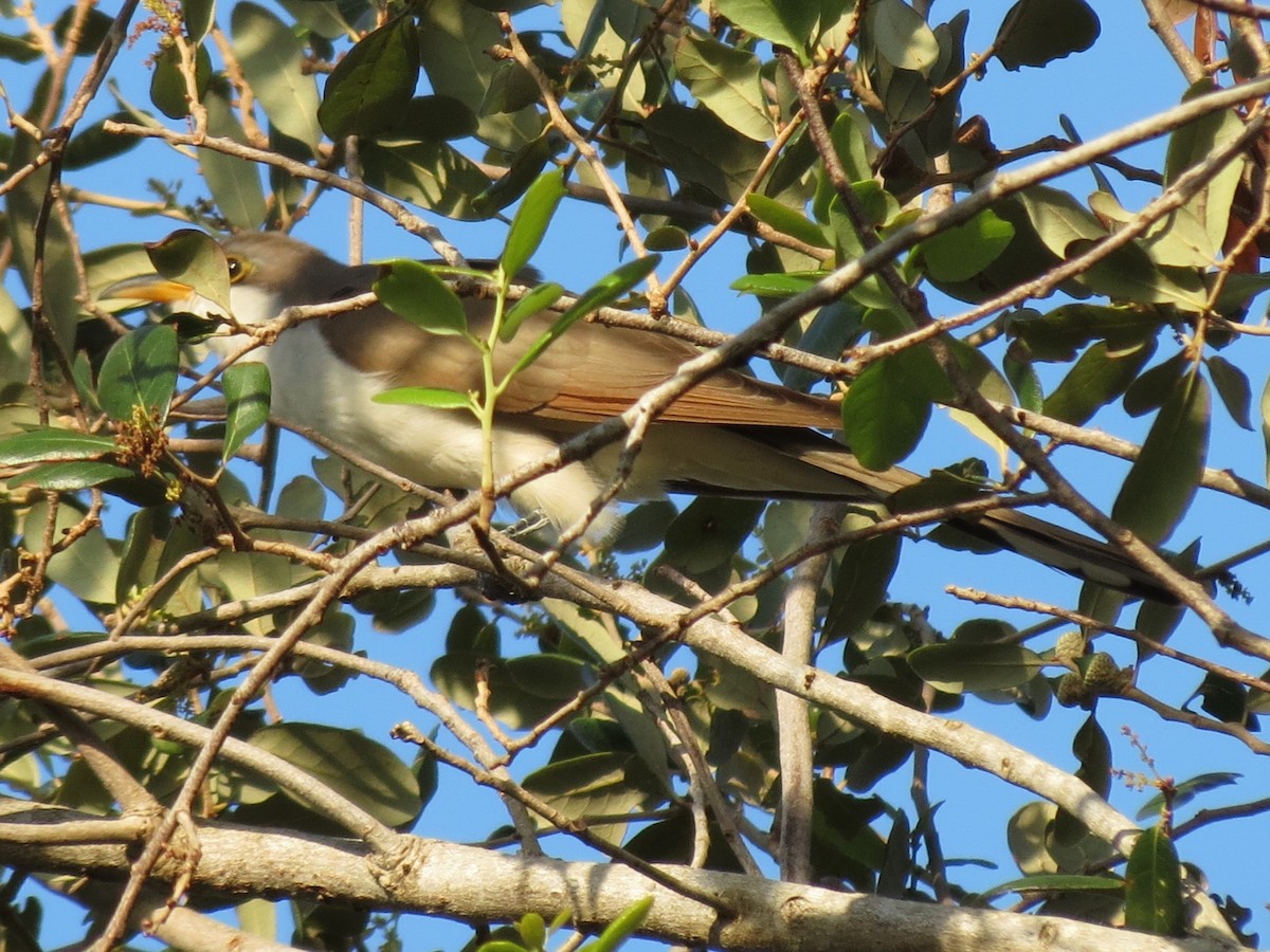 Ebird Checklist - 8 Oct 2017 - Frenchman's Forest Nature Preserve - 44 