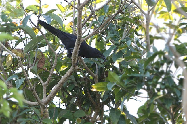 Flores Crow - ML728674