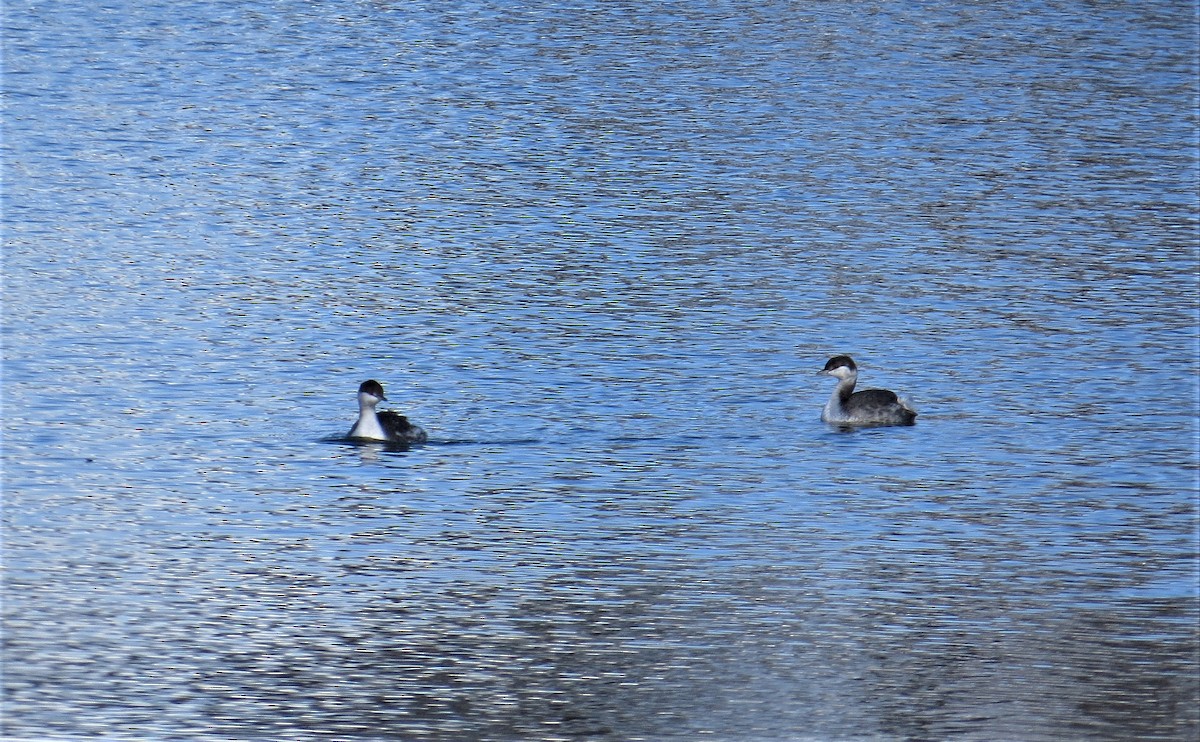 Horned Grebe - ML72867411