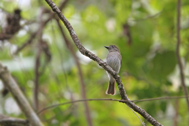 Sumba Jungle Flycatcher - ML728679