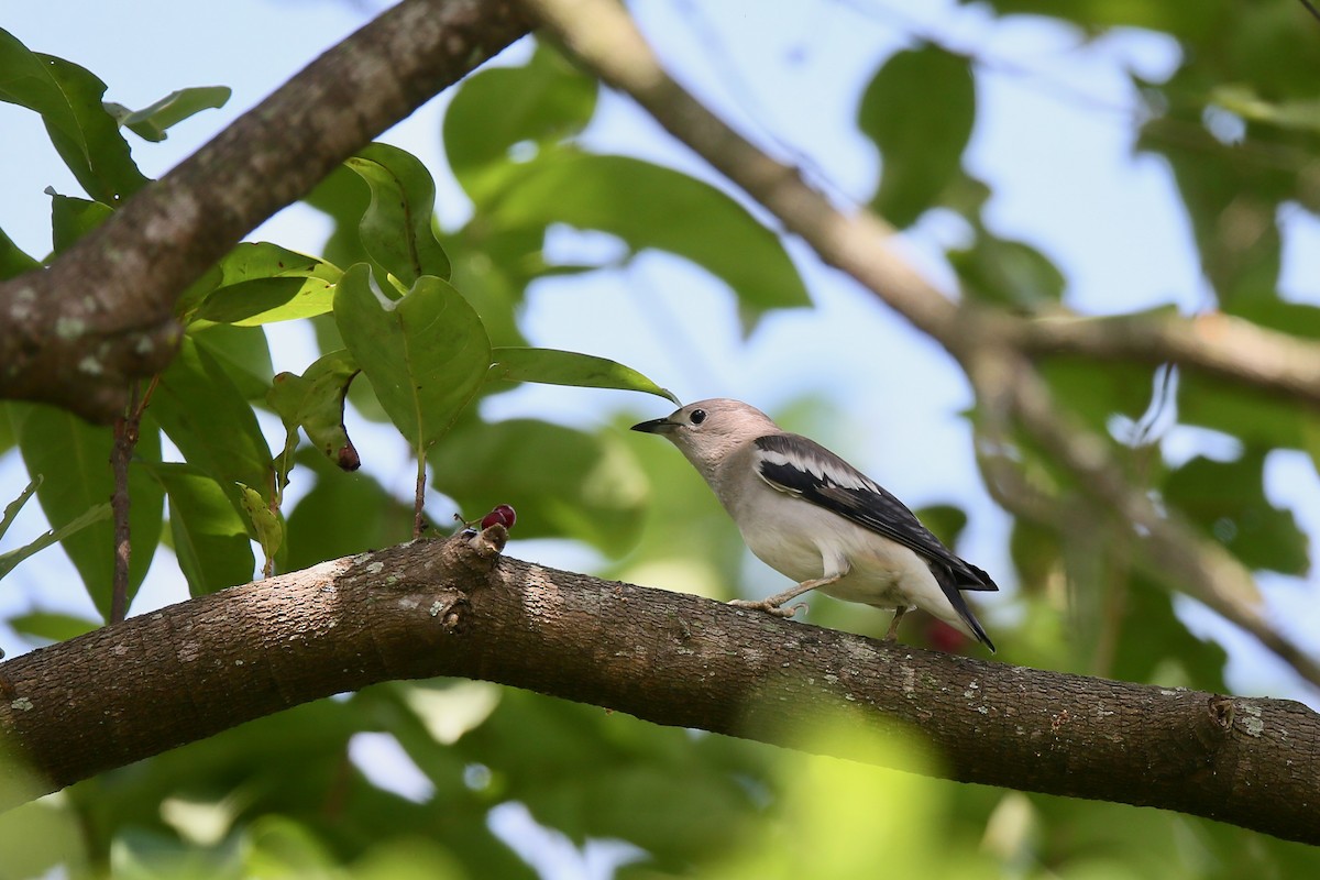 Daurian Starling - ML72868651