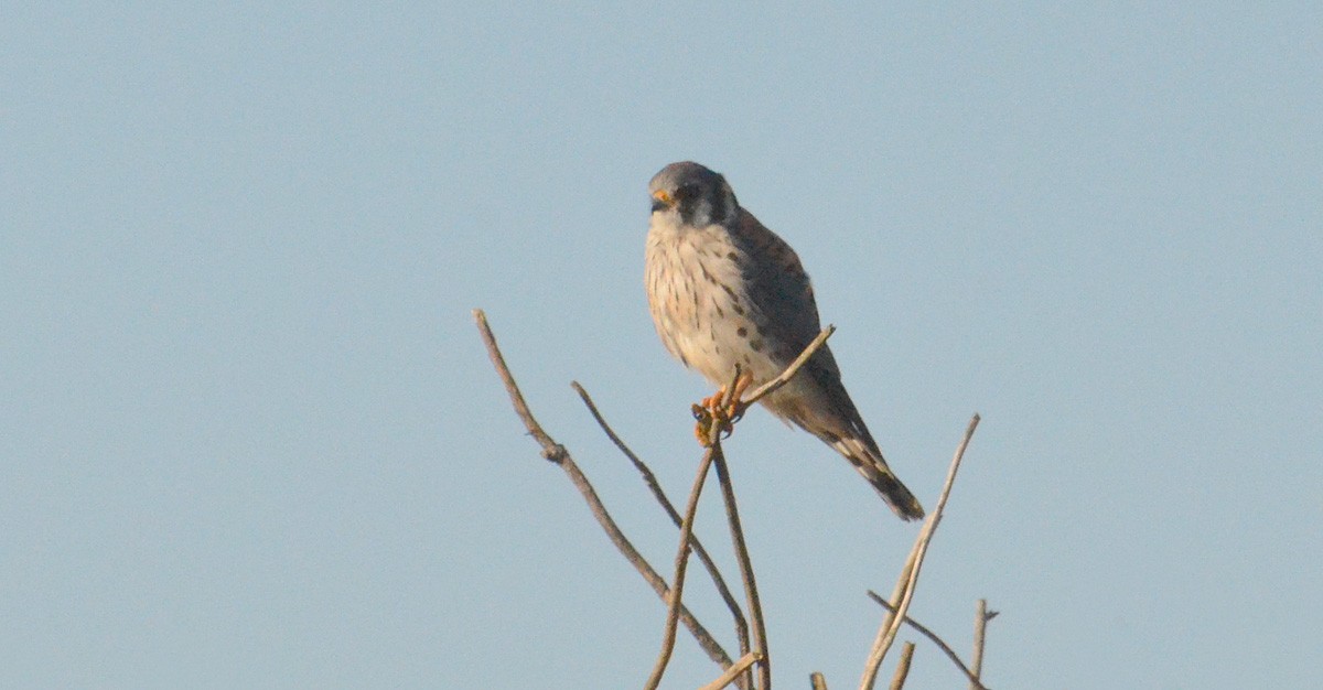 eBird Checklist - 23 Oct 2017 - Chinook Valley - point 02 - 4 species