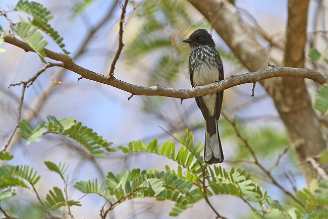 Northern Fantail (Rote) - ML728691