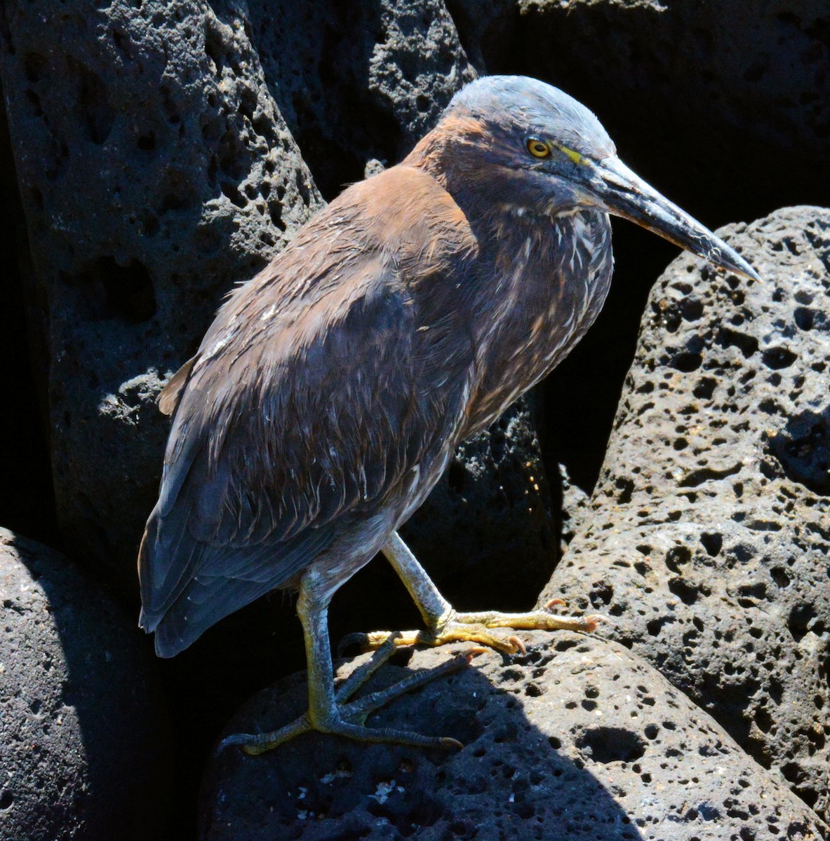 Striated Heron - Kenneth Butler