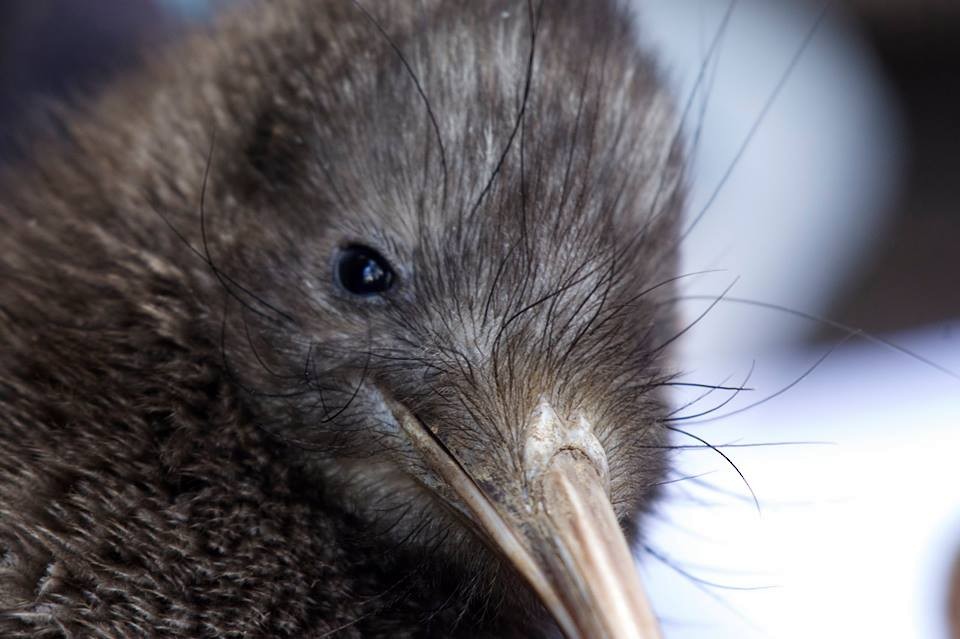 Okarito Brown Kiwi - ML72869571