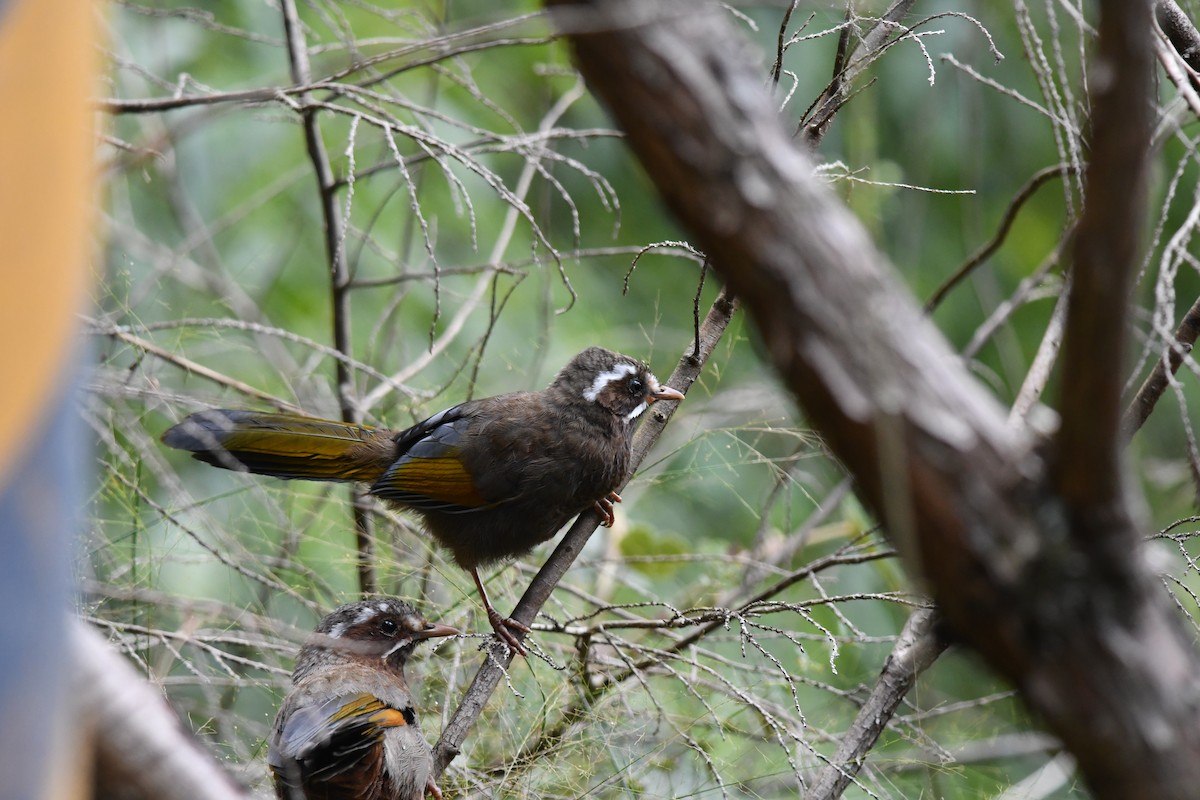 White-whiskered Laughingthrush - ML72869881