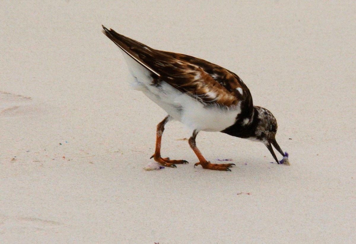 Ruddy Turnstone - ML72870201