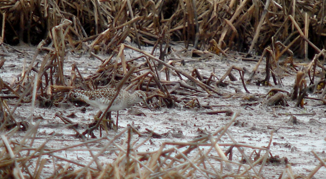 Wood Sandpiper - ML72870751