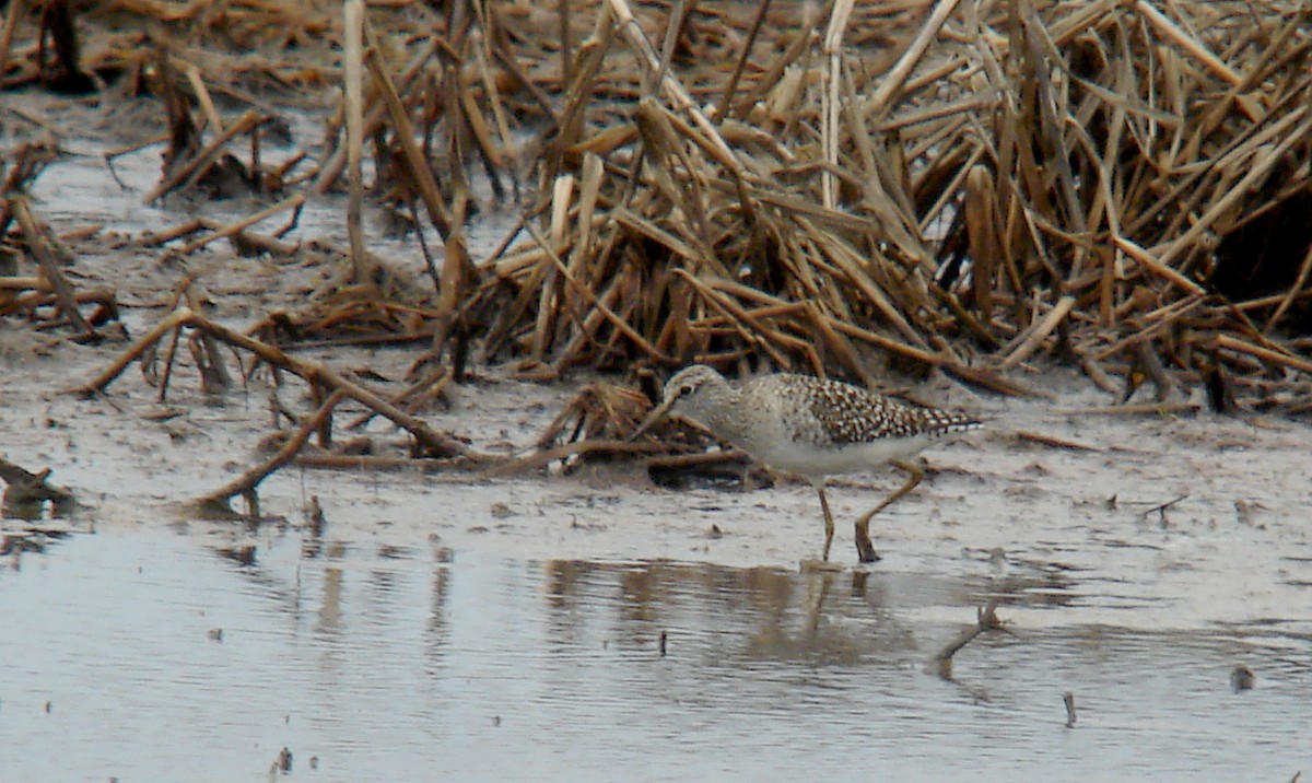 Wood Sandpiper - ML72870771