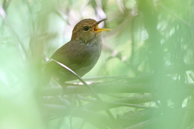 アカチャコビトサザイ - ML728708