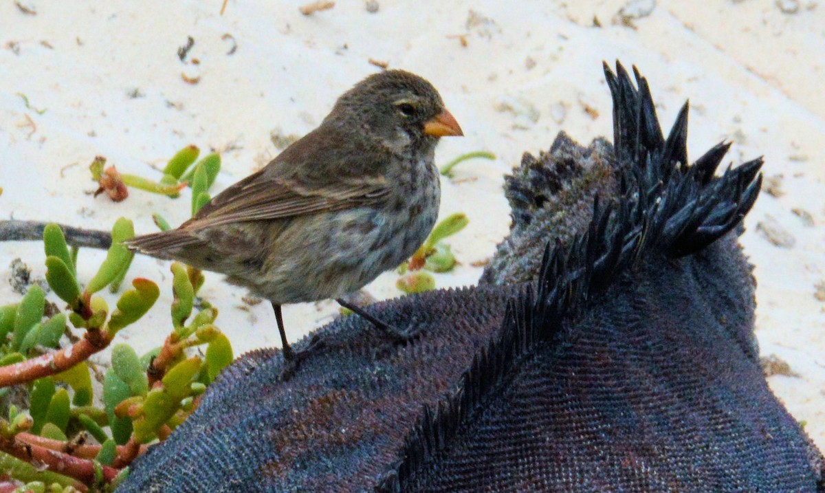 Small Ground-Finch - Kenneth Butler