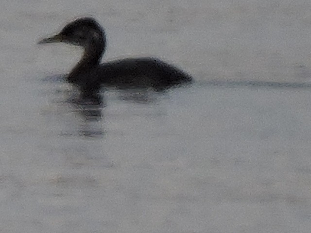 Red-necked Grebe - Melody Walsh