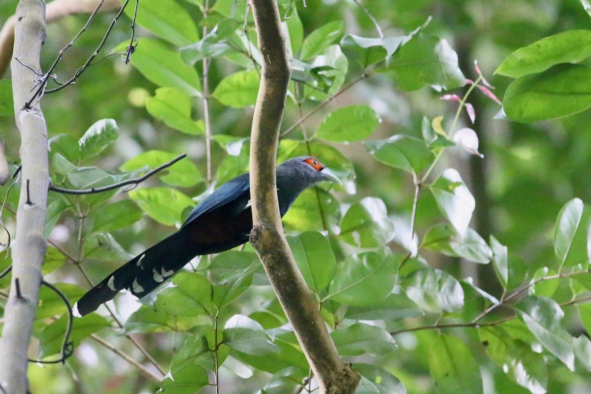 Chestnut-bellied Malkoha - ML72871701