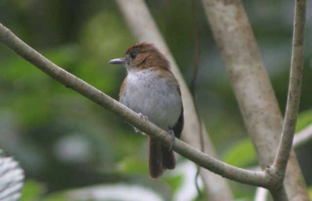 Sumba Flycatcher - James Eaton