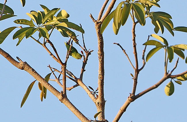 Wallace's Hanging-Parrot - ML728732