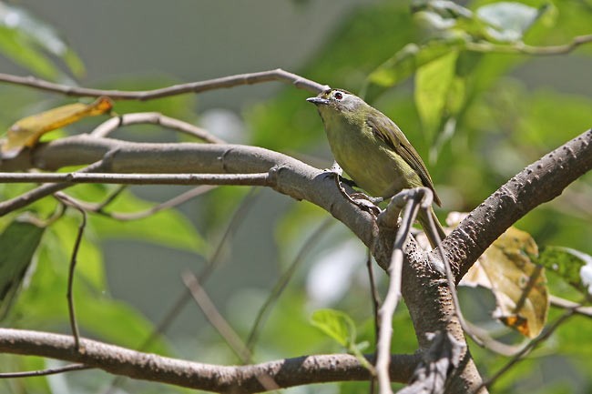 White-browed White-eye - ML728737