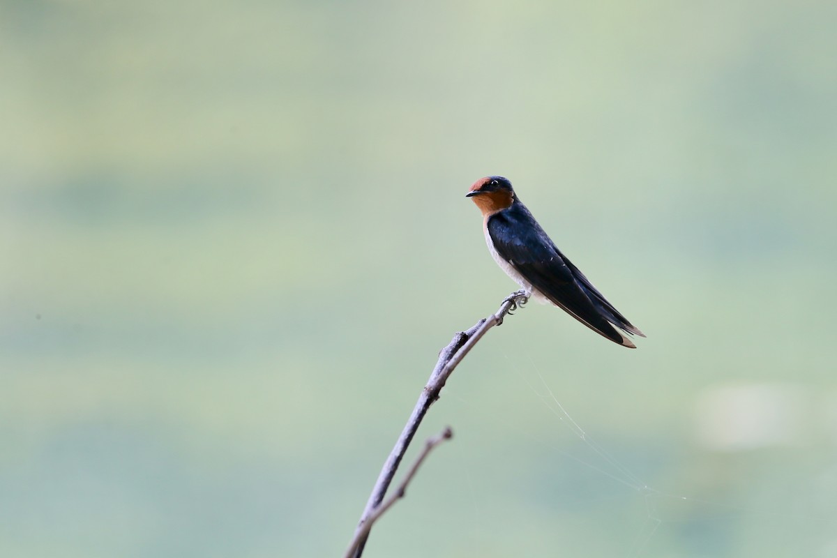 Pacific Swallow - ML72873941