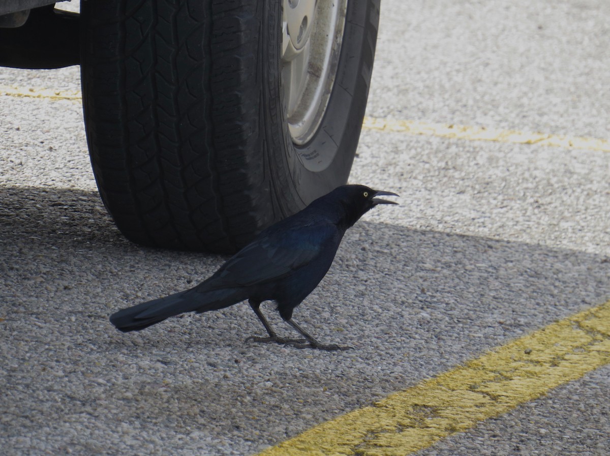 Great-tailed Grackle - ML72874501