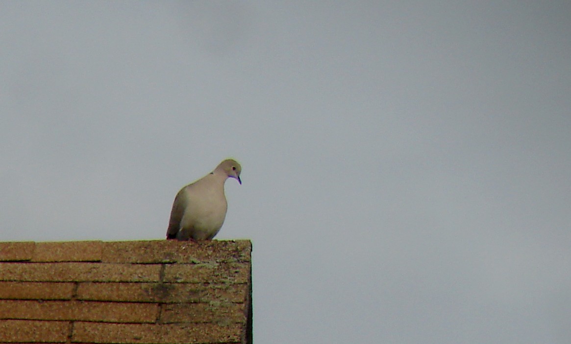 Eurasian Collared-Dove - ML72875551
