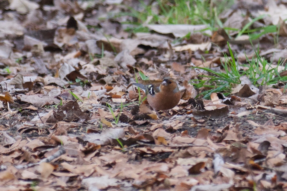 Common Chaffinch - ML72878871