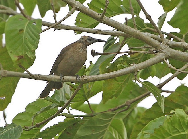 Tanimbar Friarbird - James Eaton